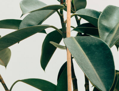 Pack Tutor De Bambú