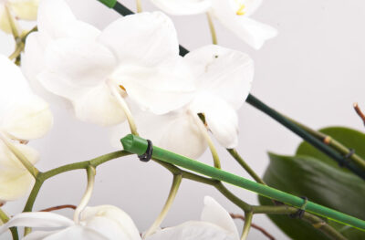 Tutores de Bambú Plastificado