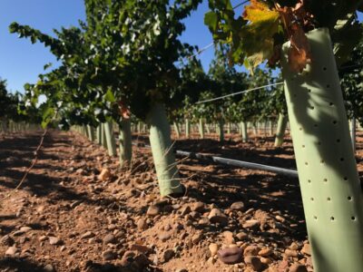 Tubo Protector de Árboles