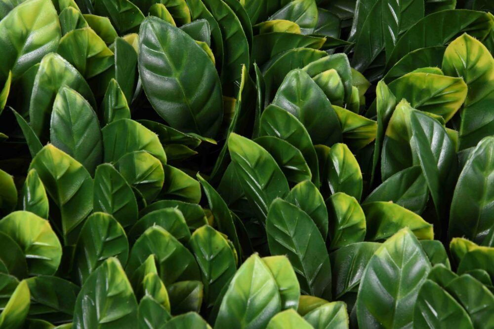 31201_CELOSIA-MIMBRE-CON-HOJAS-LAUREL-1-scaled-1.jpg 31201_CELOSIA-MIMBRE-CON-HOJAS-LAUREL-1-scaled-1.jpg