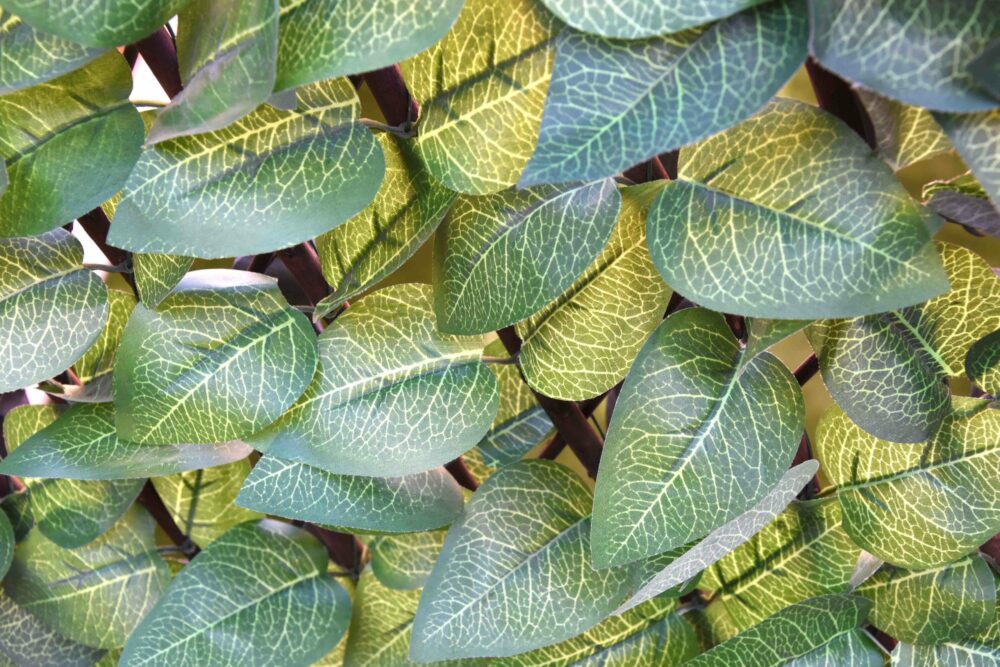 31203_CELOSIA-MIMBRE-CON-HOJAS-ARCE-3-scaled-1.jpg 31203_CELOSIA-MIMBRE-CON-HOJAS-ARCE-3-scaled-1.jpg