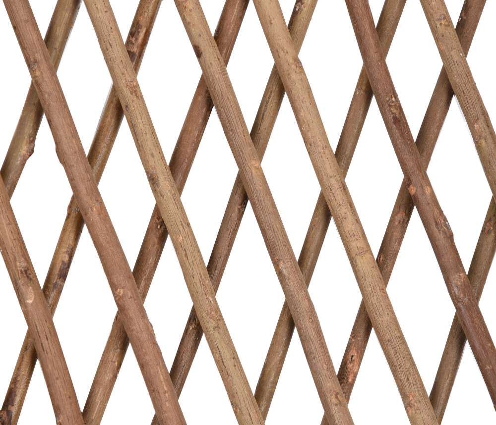 CELOSIA-MIMBRE-e1697812799931.png CELOSIA-MIMBRE-e1697812799931.png