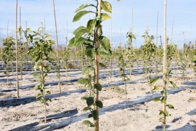 Tutores de Bambú Natural