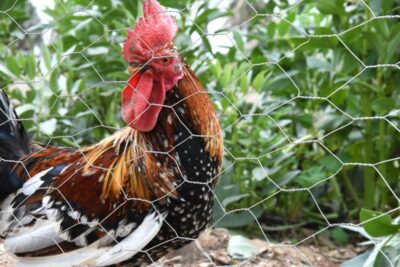 Malla Hexagonal Galvanizada