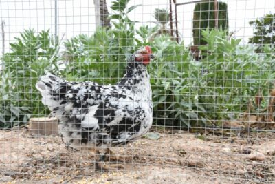 Malla Cuadrada Galvanizada