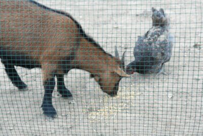 Malla Metálica Cuadrada Plastificada Verde