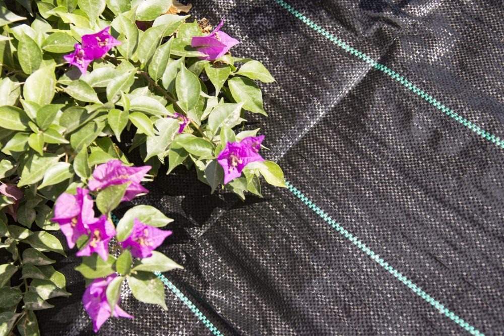 FAURA-antihierbas-01-scaled-e1697809539110.jpg FAURA-antihierbas-01-scaled-e1697809539110.jpg