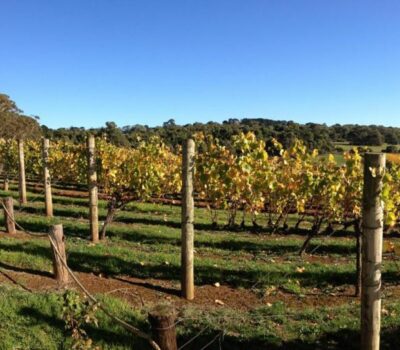 Tutores de Madera con Punta