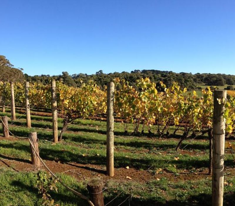 IMG_2655-3_opt800X700.jpg IMG_2655-3_opt800X700.jpg