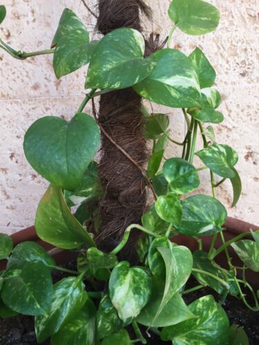 Tutores de Fibra de Coco