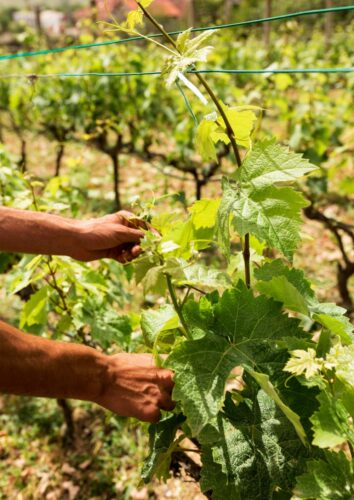 Alambre Plastificado Verde