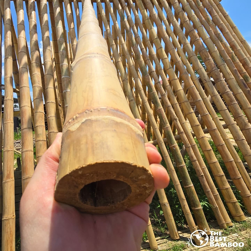 bambu-decorativo_3.jpg bambu-decorativo_3.jpg