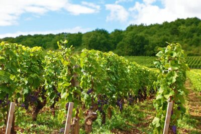 Estacas Cuadradas con Puntas