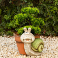 40450-MACETERO-ERIZO-2