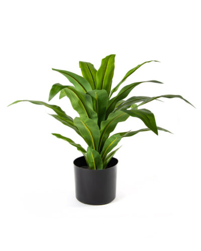 Dracena | Planta Artificial