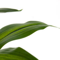80500-DRACENA-PLANTAS-ARTIFICIALES-DETALLE-2