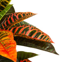 80502-80503-CROTON-PLANTAS-ARTIFICIALES-4