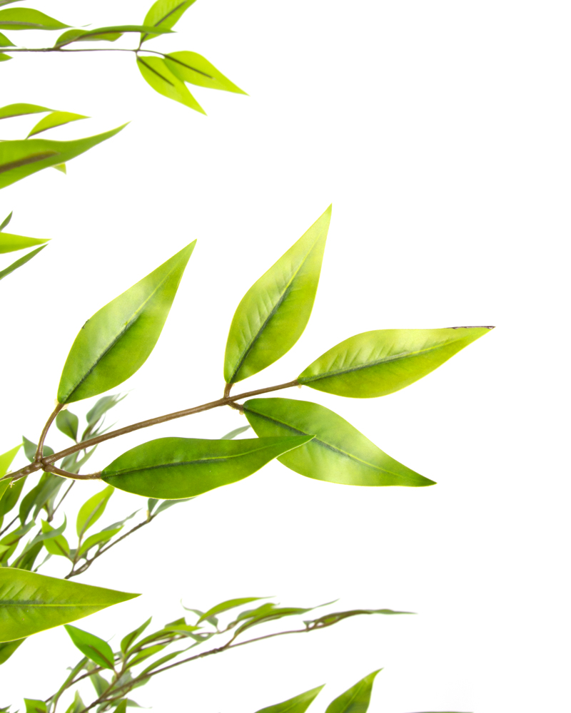 80515-EUCALIPTO-2 80515-EUCALIPTO-2