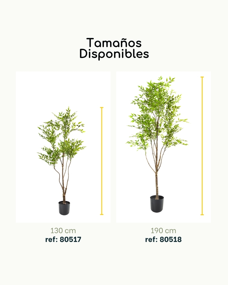 80515-EUCALIPTO-4 80515-EUCALIPTO-4