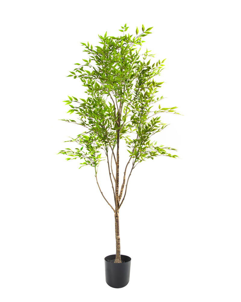 80516-EUCALIPTO 80516-EUCALIPTO