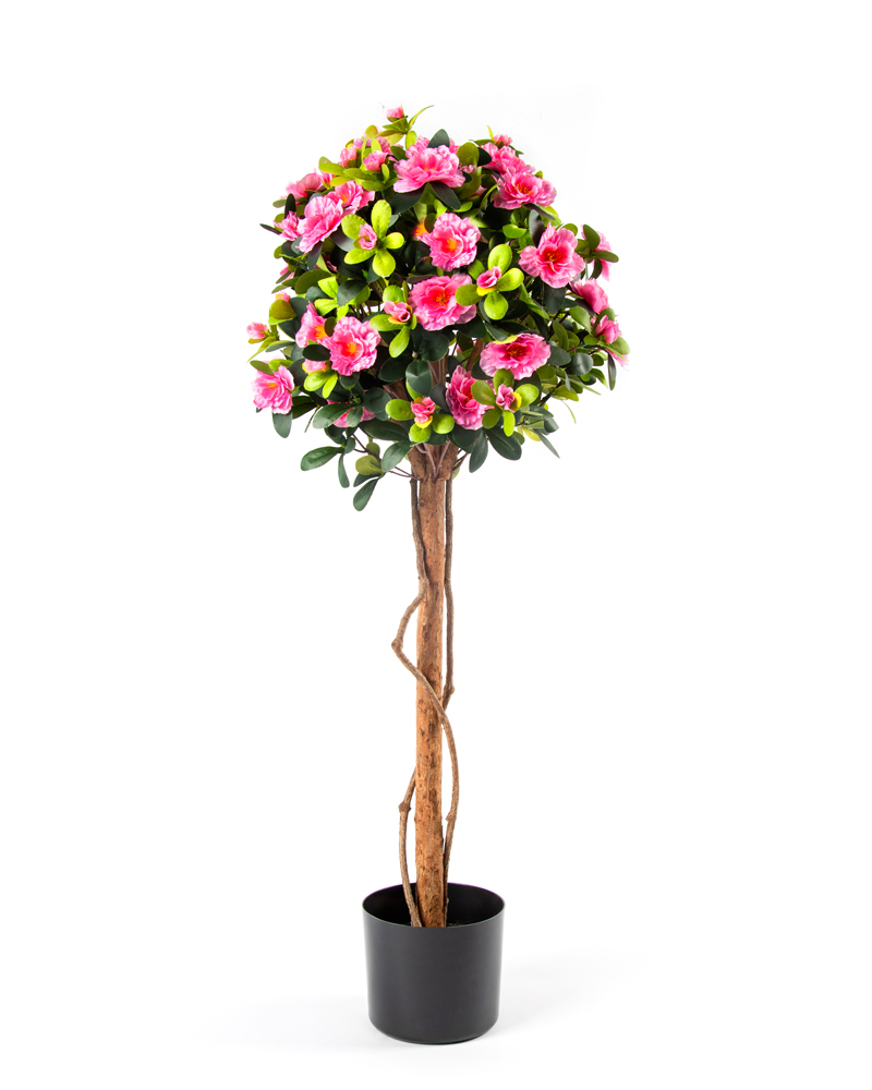 80519-CAMELIA-1 80519-CAMELIA-1