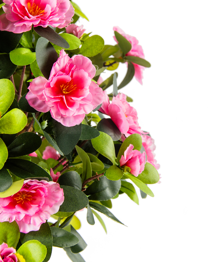 80519-CAMELIA-2 80519-CAMELIA-2