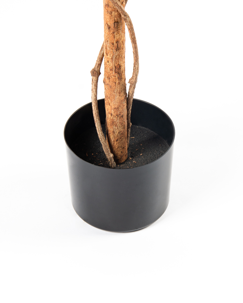 80519-CAMELIA-3 80519-CAMELIA-3