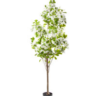 80521-AÑMENDRO-BLANCO-1