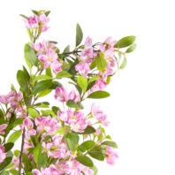 80522-ALMENDRO-ROSA-2