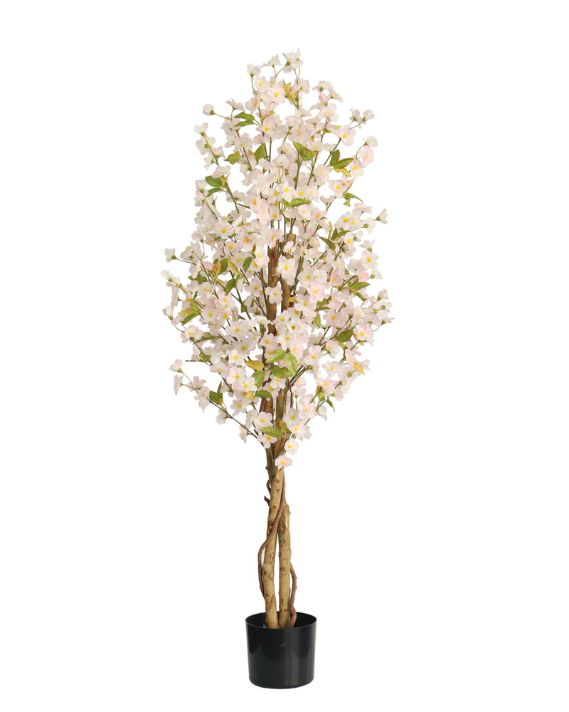 80524-CEREZO-2- 80524-CEREZO-2-