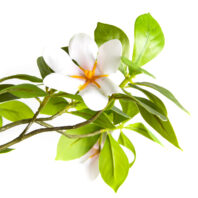 80527-TRONCO-DECORATIVO-3