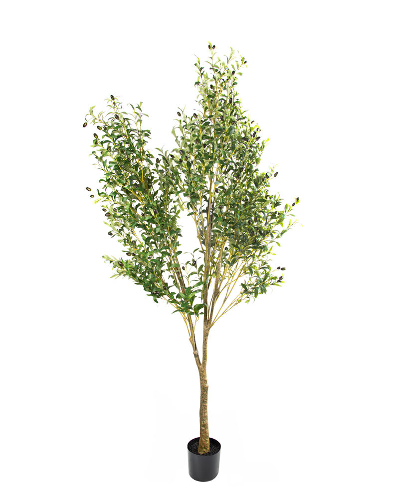 80528-OLIVO-1 80528-OLIVO-1