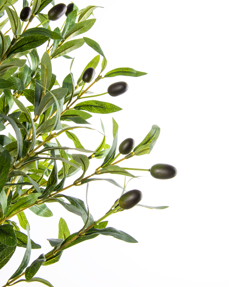 80529-OLIVO-2 80529-OLIVO-2